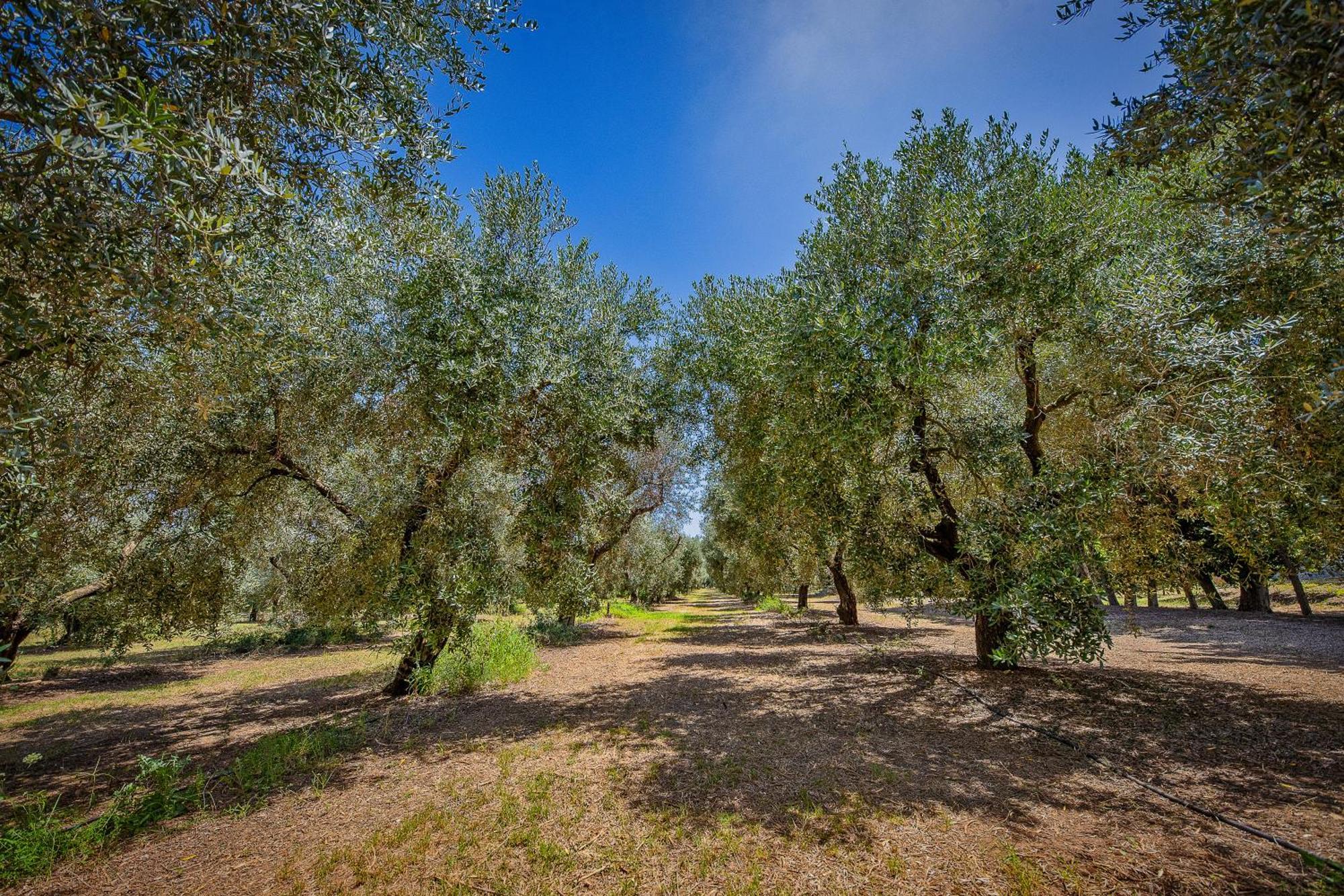 Torre Casciani Villa Ugento Bagian luar foto